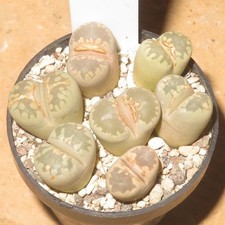 7x Lithops otzeniana Rarität Mesembs Culture Plants EB-MS1581-T4