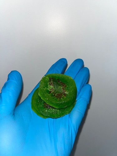 Getrocknete kiwi 900kg - kiwi,