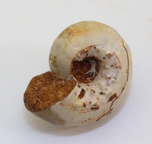 Ammonit aspidoceras - ammonit,,