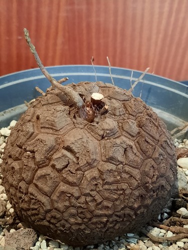 Dioscorea elephantipes 10cm