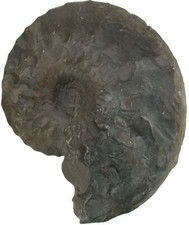 Trias  Discoceratites dorsoplanus  Ceratit  Uffenheim bei Würzburg  KE29-2