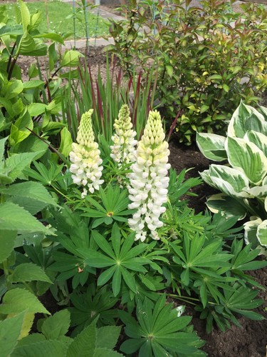Samen weiße lupine - 20,