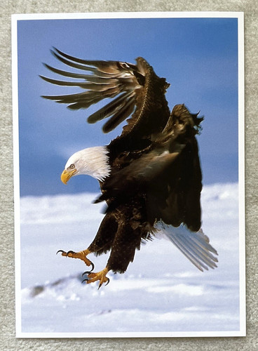 Postkarte amerikanischer - postkarte,