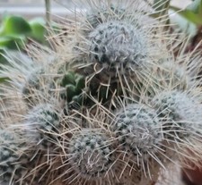 1 Kaktus Mammillaria