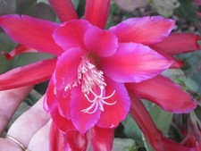 Blattkaktus ackermannii