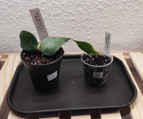 Hoya polyneura broget - polyneura, full