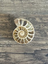 Ammonit Versteinert Madagaskar