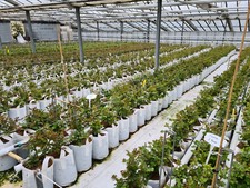 10 x Pflanzbeutel 15 L weiß