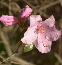 Frühlingsrhododendron Praecox