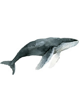 5x car sticker whale sticker