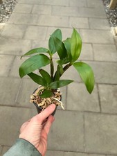 Dendrobium farmerii alba