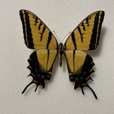 Entomologie*Papilio