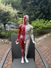 Akupunktur Modell - ca. 82 cm  Männlich 