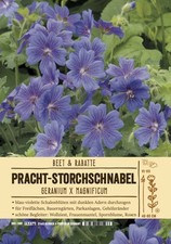  Geranium x magnificum , Pracht-Storchschnabel - Rosenbegleiter, im 9x9cm Topf