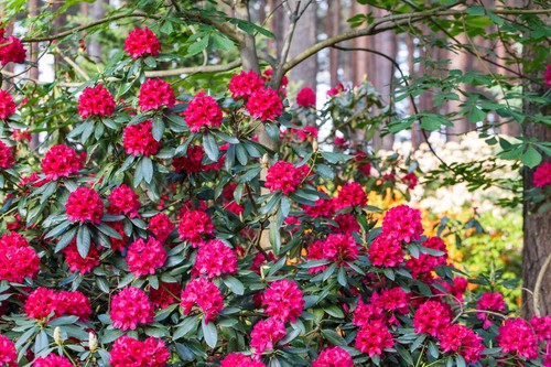 1st rhododendron nova - rhododendron, ‘nova