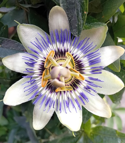 Passionsblume passiflora - passionsblume,