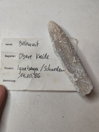 Belemnit obere kreide schweden - kreide,