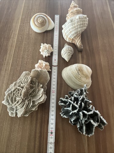 Echte muscheln ein - muscheln,,