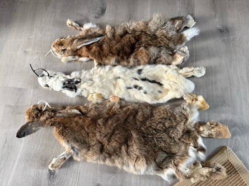 Soft mount taxidermy - taxidermy,, rabbit