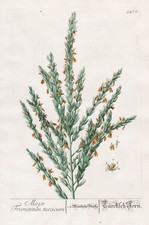 Mais Zea mays Maize Kukuruz Botanik botany Blackwell Kräuterbuch Kupferstich