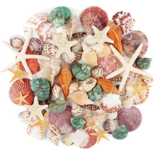 Meeresmuscheln set - meeresmuscheln,