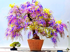 Afrikan. Blauregen –