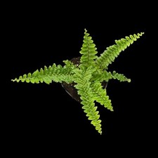 Nephrolepis exaltata