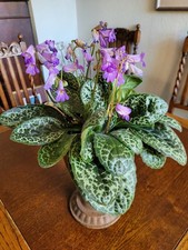 SELTEN RARITÄT Streptocarpus