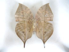 Kallima Inachus, Indien