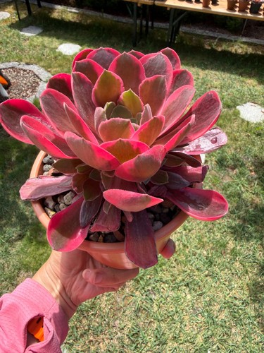 Aeonium peach blossom - aeonium,