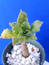 Aeonium Smithii Plant