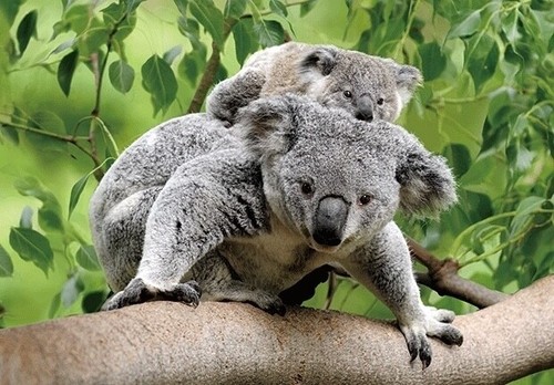 Postkarte koalas tier motiv - 3d,