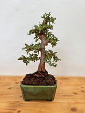 Bonsai Japanische Ulme Freiland Outdoor Nr. 5251 pflegeleicht Geschenkidee