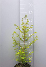 3st urweltmammutbaum 80cm - urweltmammutbaum, 60-80cm