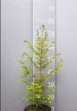 3st. Urweltmammutbaum 100-120cm  "Metasequoia glyptostroboides" Mammutbaum