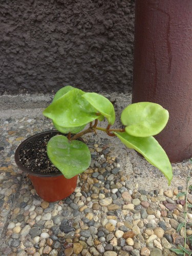 Hoya carnosa clinton - carnosa, „clinton“