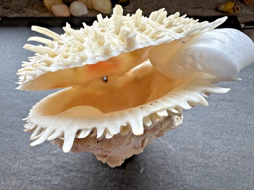 Spondylus varius 104 - , bohol