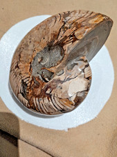 Ammonit-Nautilus 1,555 kg