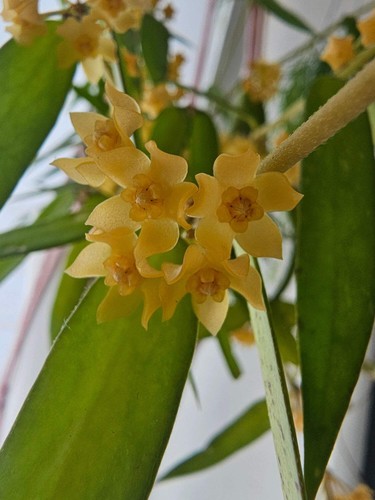 Heavenly hoya burmanica - hoya,