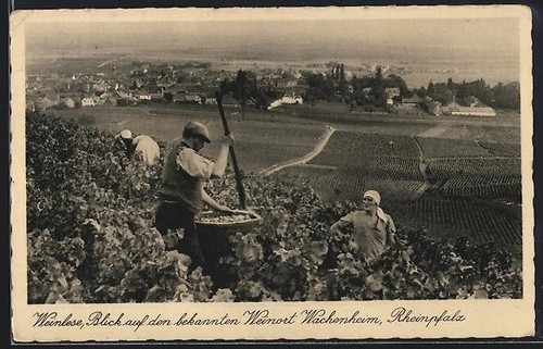 Ansichtskarte wachenheim - ansichtskarte,