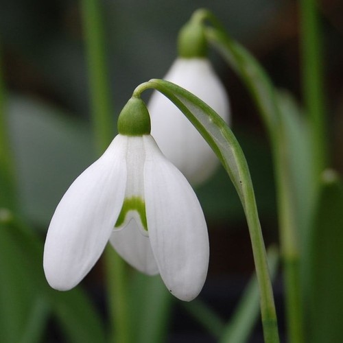 Schneeglöckchen galanthus - schneeglöckchen,