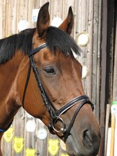 Zaumzeug Trense Schwedisch