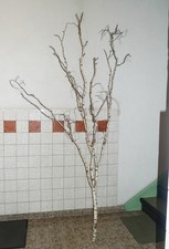 BIRKE naturbelassen trocken