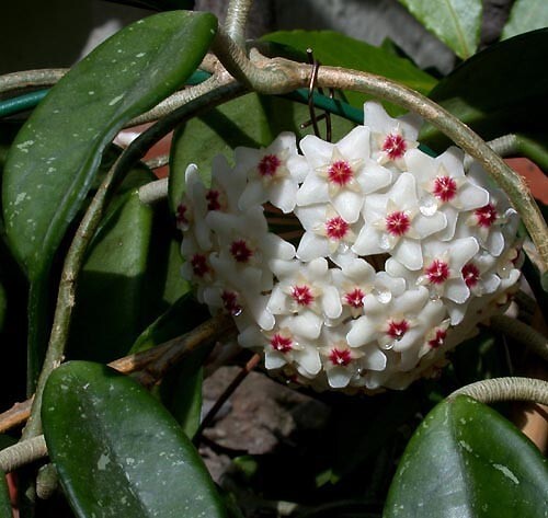 Hoya carnosa wachsblume - carnosa,,