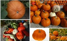 Riesenkürbis Big Max - Kürbis - 20 Samen