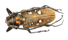 Cerambycidae, Batocera