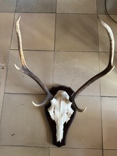 Hirsch Geweih Trophäe Rotwild