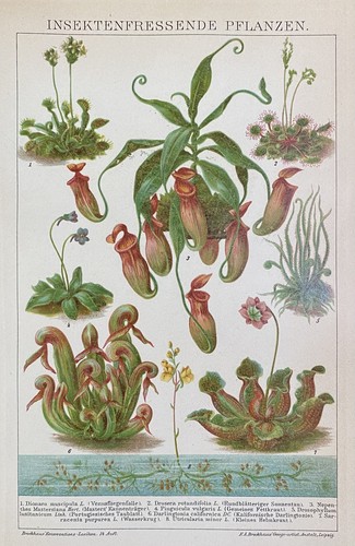 Antike grafik flora - antike,
