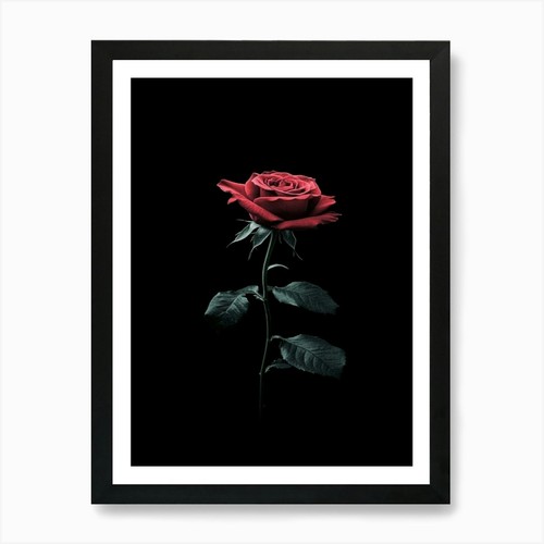 Rose auf schwarzem hintergrund - auf,