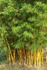 Gold bambus frostharte - -,
